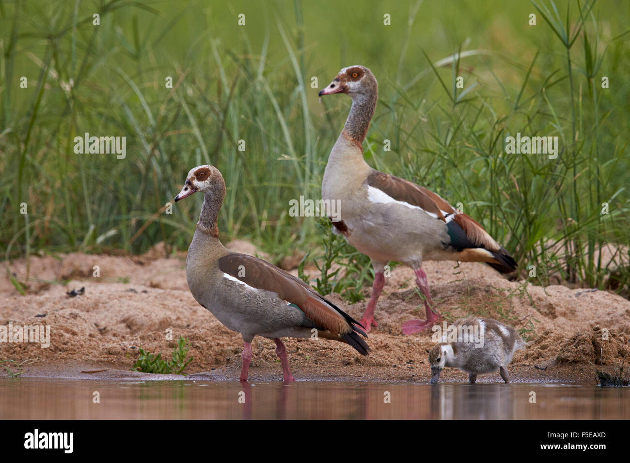 Egyptian goose (Alopochen aegyptiacus) family, Kruger National Park, South Africa, Africa Stock Photo