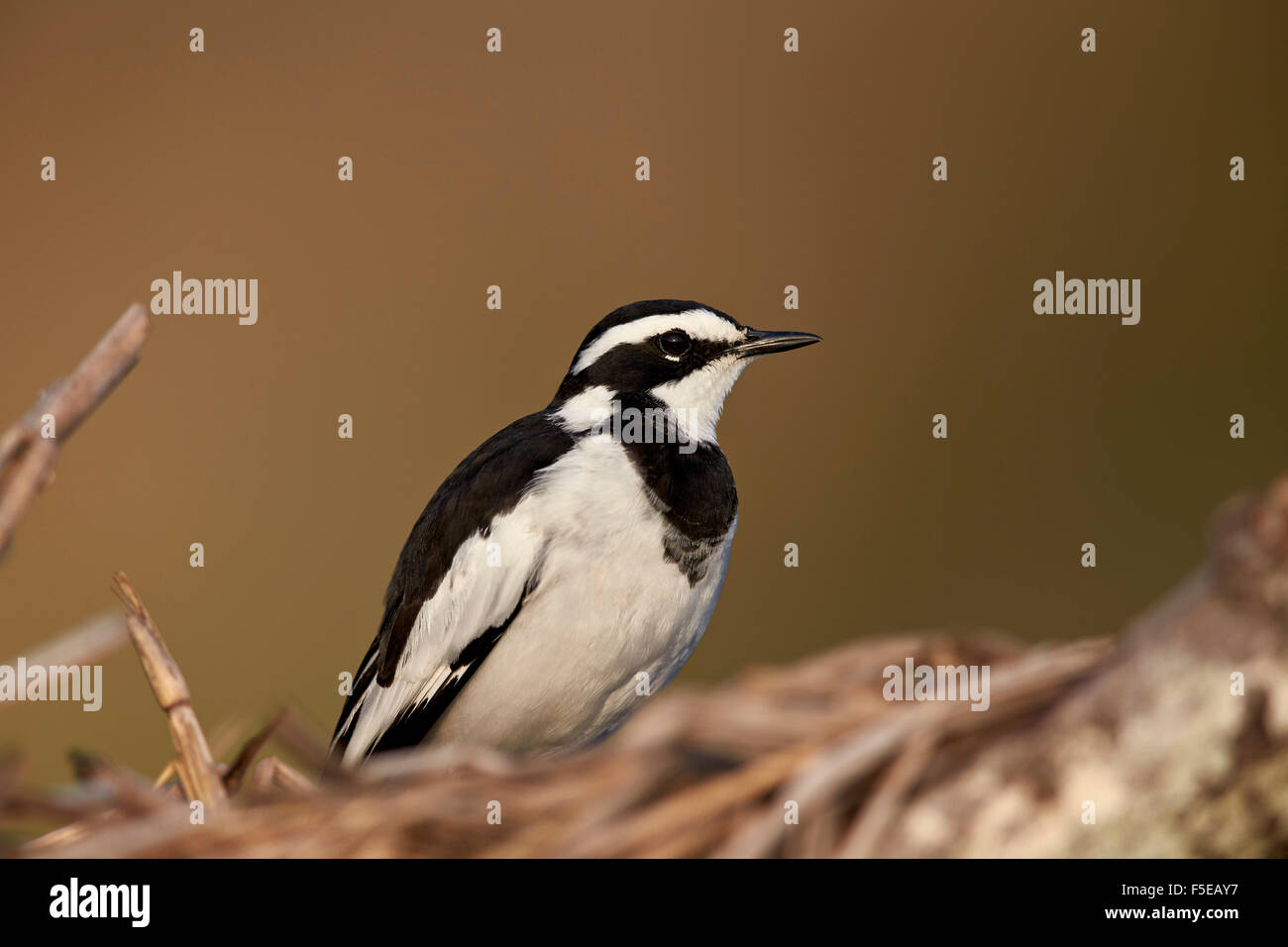 African pied wagtail (Motacilla aguimp), Kruger National Park, South Africa, Africa Stock Photo