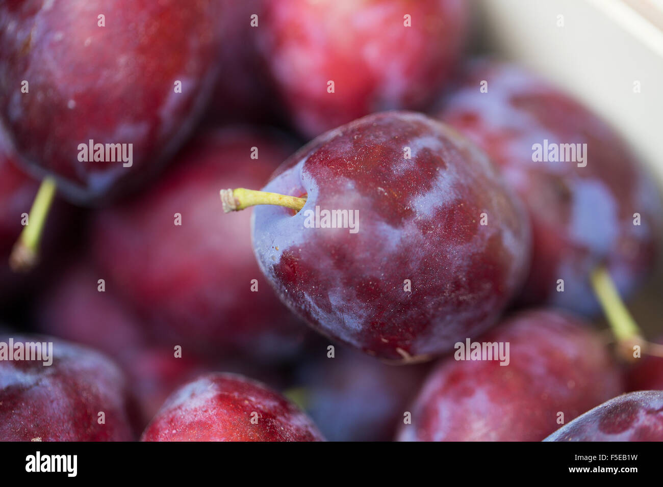 close up of satsuma plums in box at street market Stock Photo Alamy