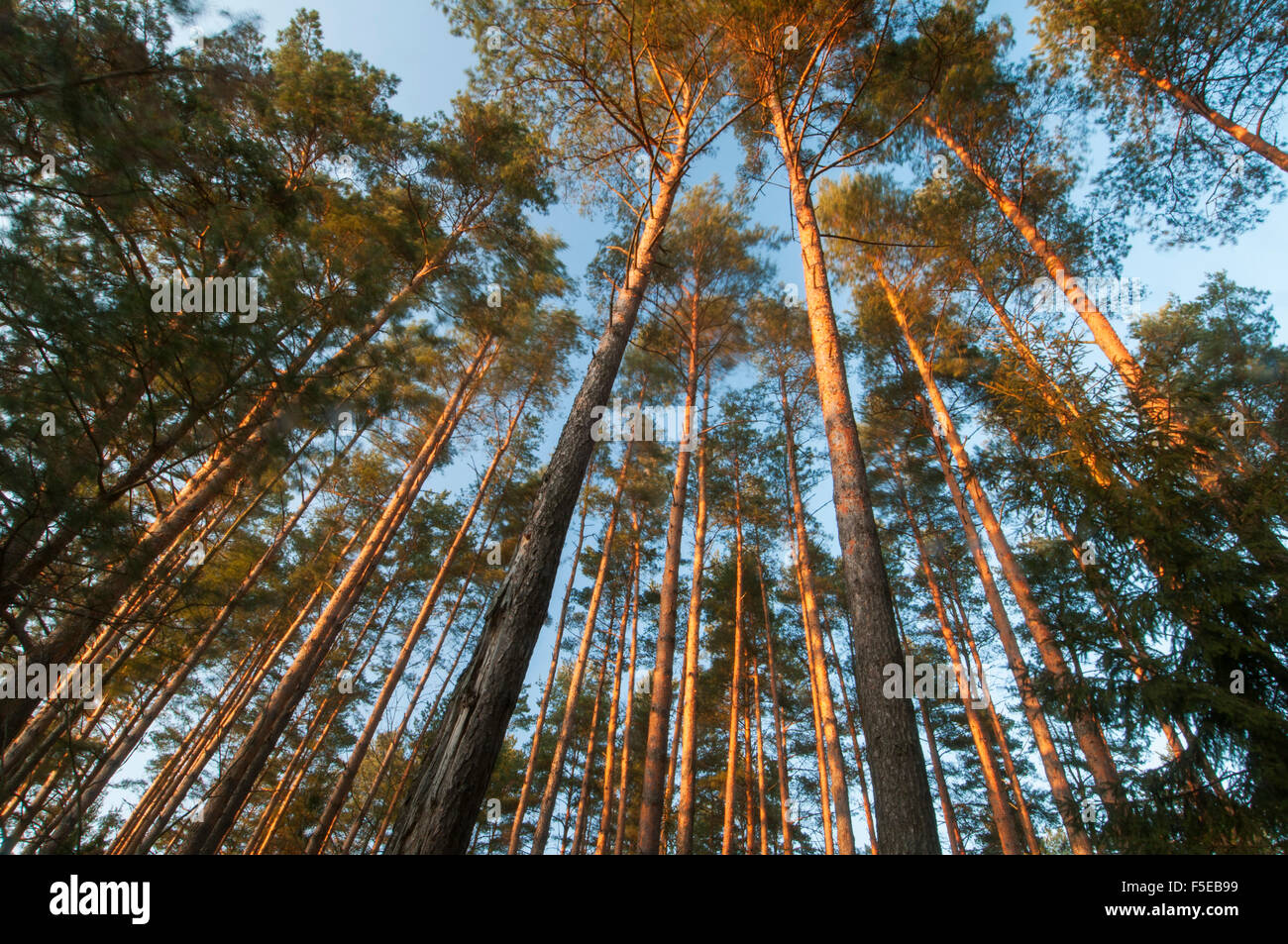 Pine (Pinus sp.) tree plantation, late afternoon sunlight in February, Bialowieza National Park, Podlaskie Voivodeship, Poland Stock Photo