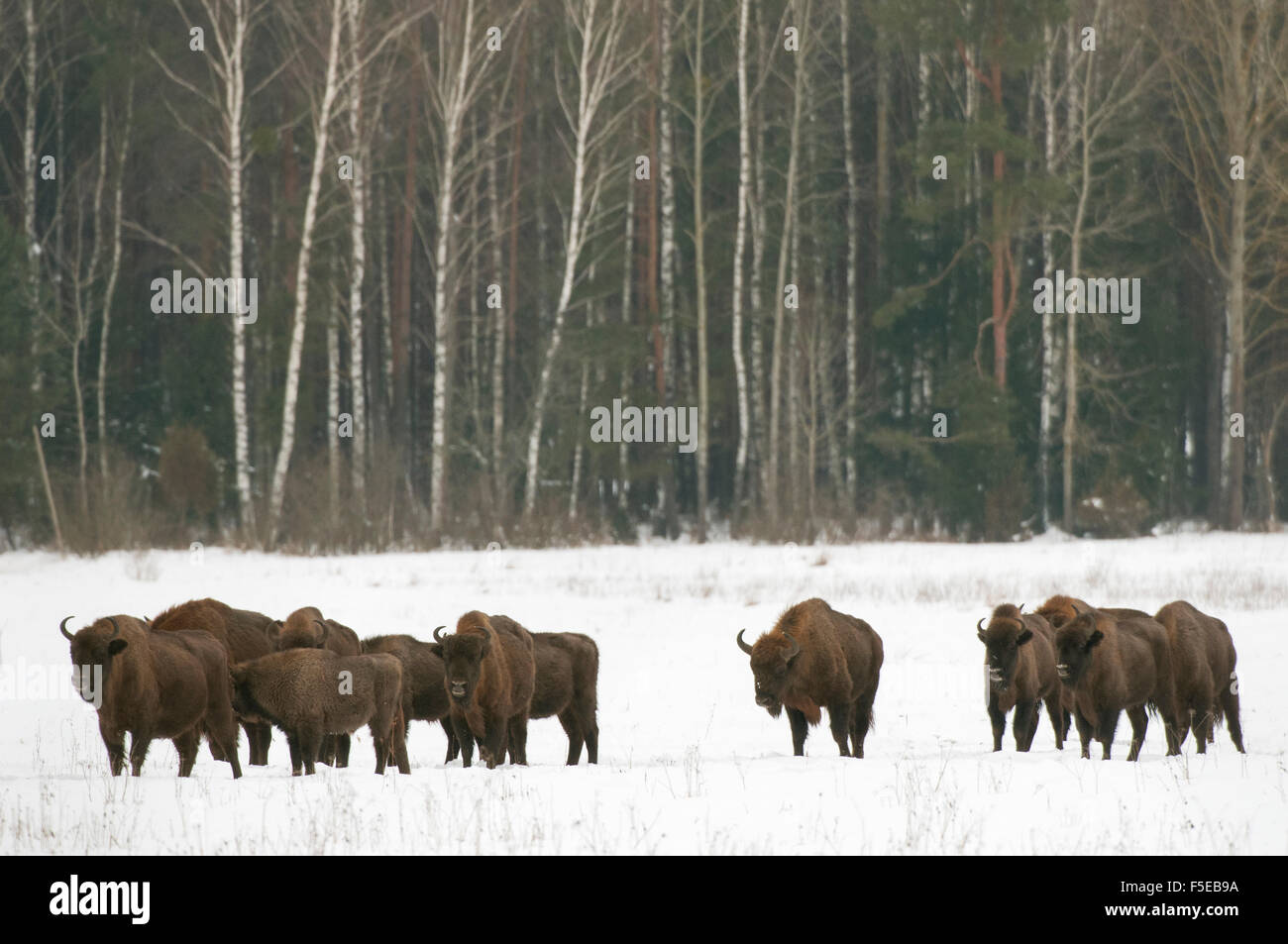 European bison herd walking on snow covered field in February, Bialowieza National Park, Podlaskie Voivodeship, Poland Stock Photo