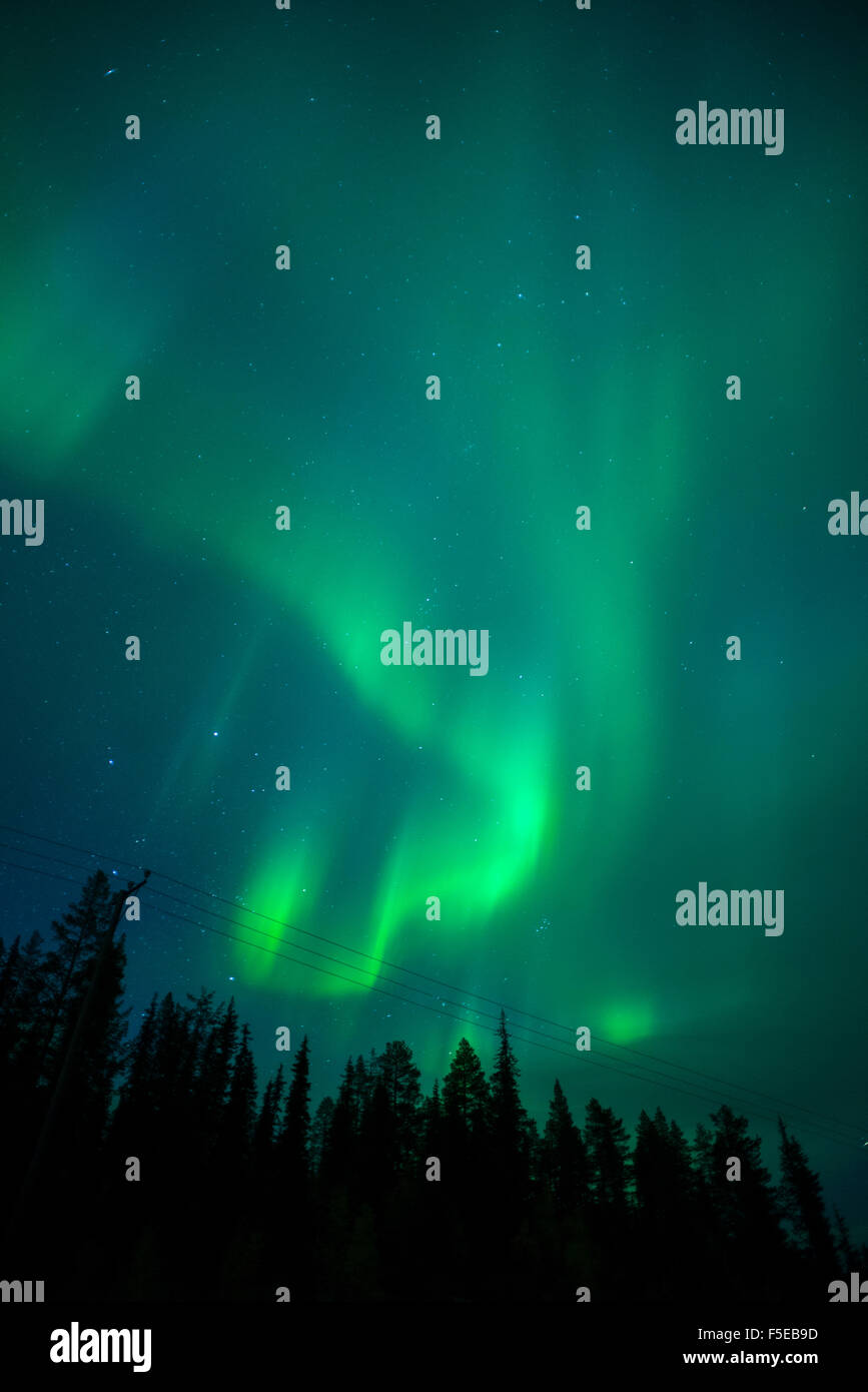 Aurora Borealis over coniferous forest at night, Muonio, Northern Finland, Finland, Scandinavia, Europe Stock Photo