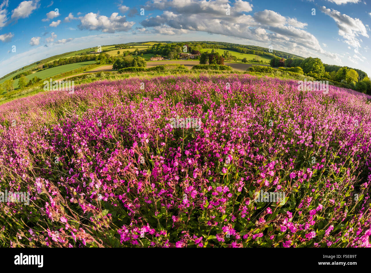 Red campion (Silene dioica) flowering mass, growing on arable farmland in May, evening sunlight, Kent, England, United Kingdom Stock Photo