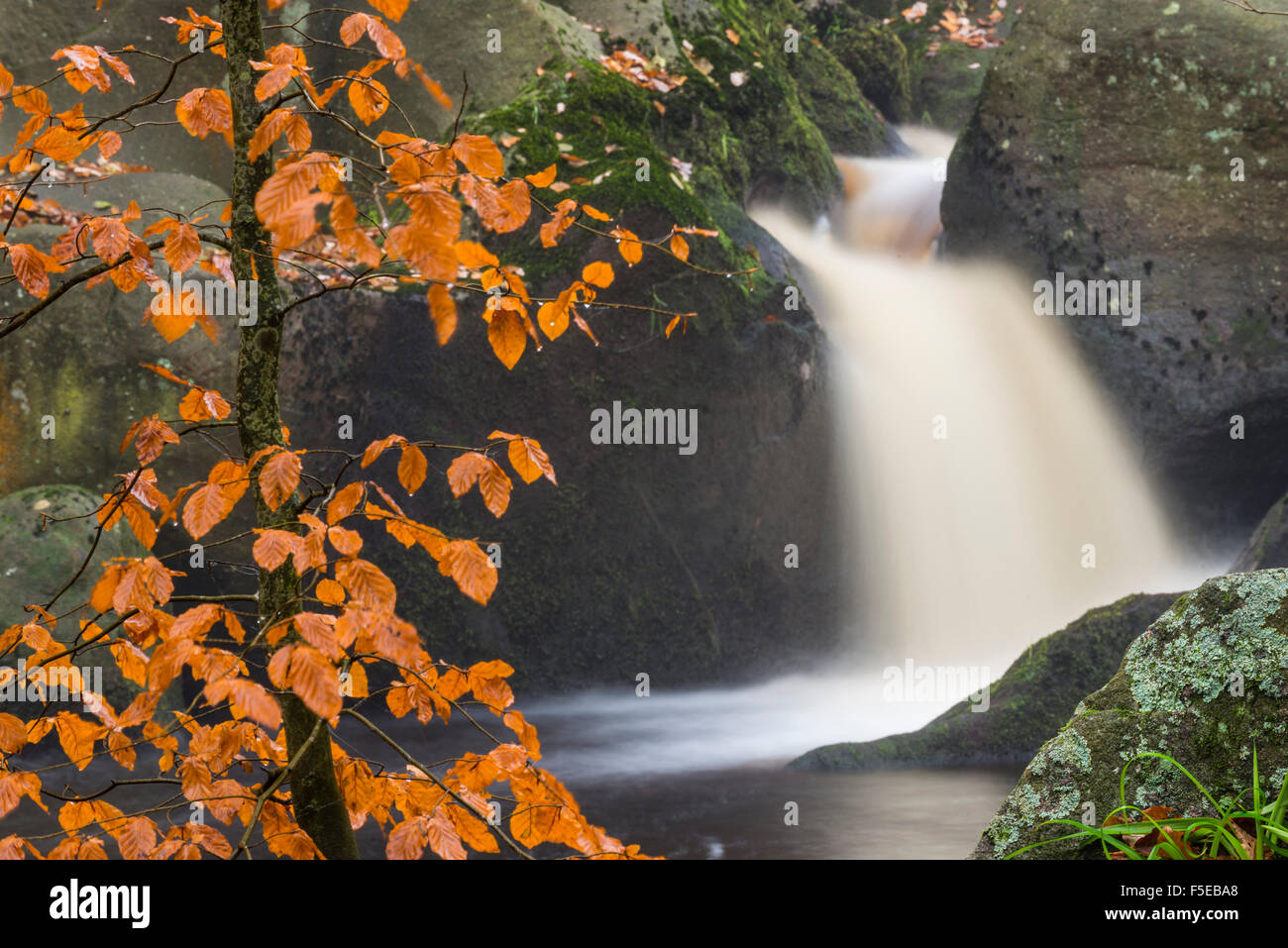 Waterfall and beech tree, autumn colour, Padley Gorge, Peak District National Park, Derbyshire, England, United Kingdom, Europe Stock Photo