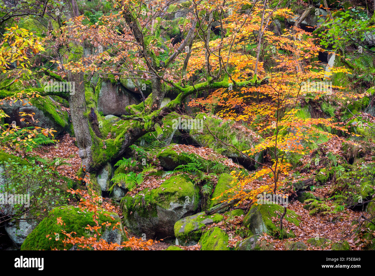 Autumn colour in October, Padley Gorge, Peak District National Park, Derbyshire, England, United Kingdom, Europe Stock Photo