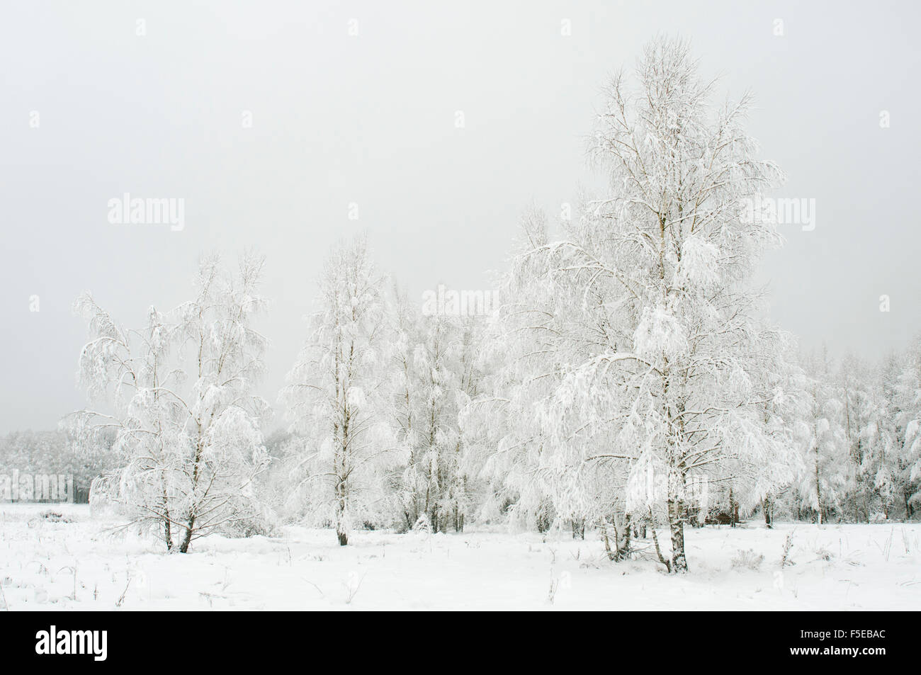 Silver birch (Betula pendual) tree growing on snow covered meadow in February, Bialowieza, Poland, Europe Stock Photo