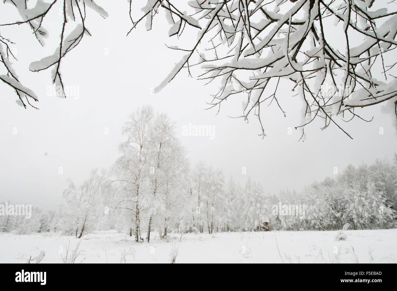 Silver birch (Betula pendual) tree, growing on snow covered meadow in February, Bialowieza, Poland, Europe Stock Photo