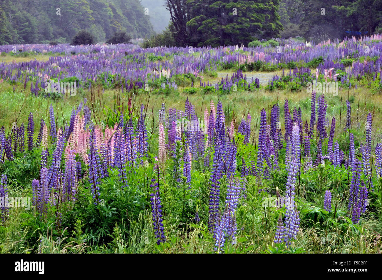 Flowering lupines, Lupinus polyphyllus, along Milford road, Te Anau, Fiordland National Park, South Island, New Zealand Stock Photo