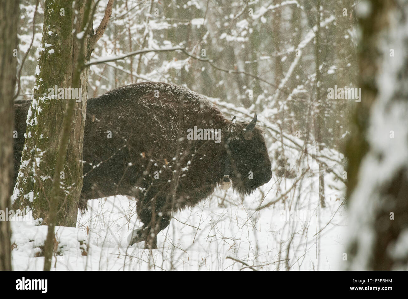 European bison (Bison bonasus) bull, Bialowieza National Park, Podlaskie Voivodeship, Poland Stock Photo