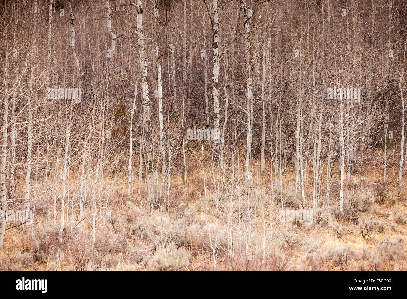 Woodland, Jackson Hole, Wyoming, United States of America, North