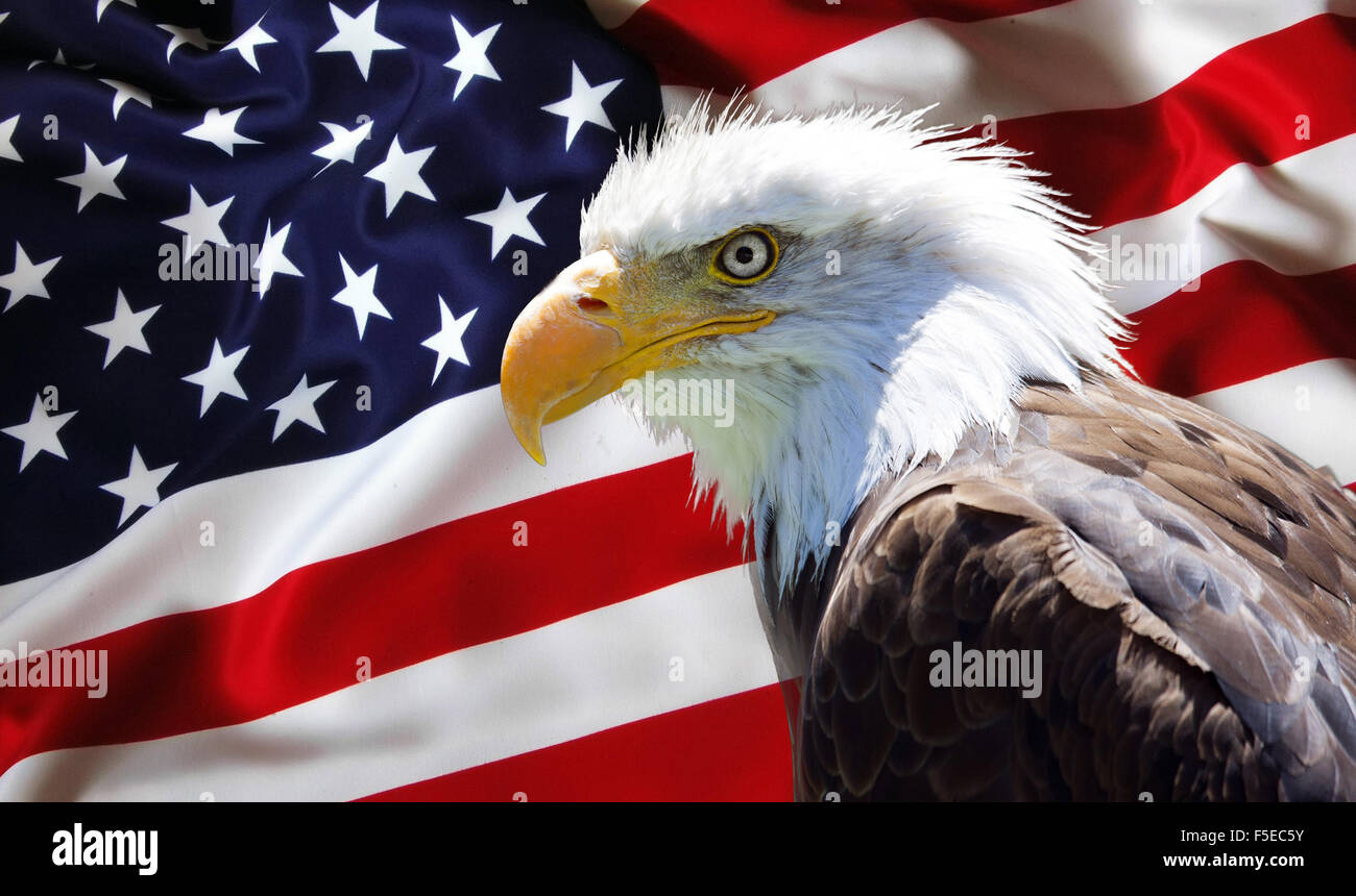 Background, wallpaper - North American Bald Eagle on american flag Stock Photo