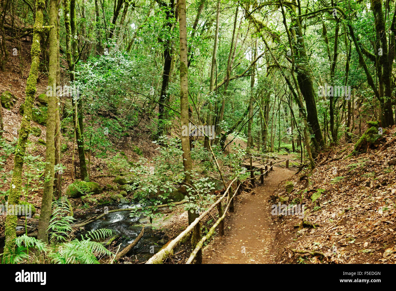 Laurel forest, Parque Nacional de Garajonay, UNESCO World Heritage Site, La Gomera, Canary Islands, Spain, Europe Stock Photo