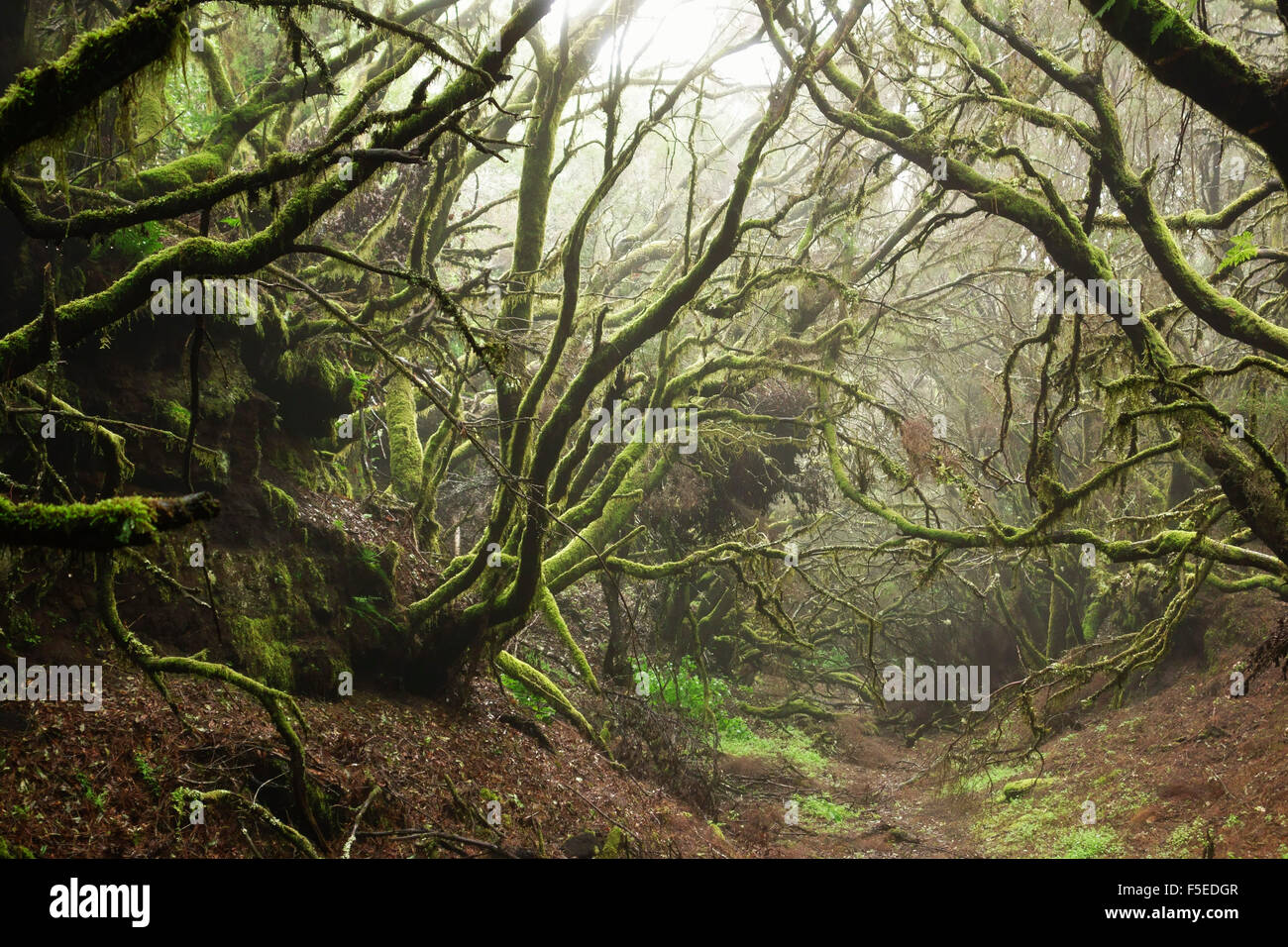 Laurel forest in fog, El Hierro, Canary Islands, Spain, Europe Stock Photo