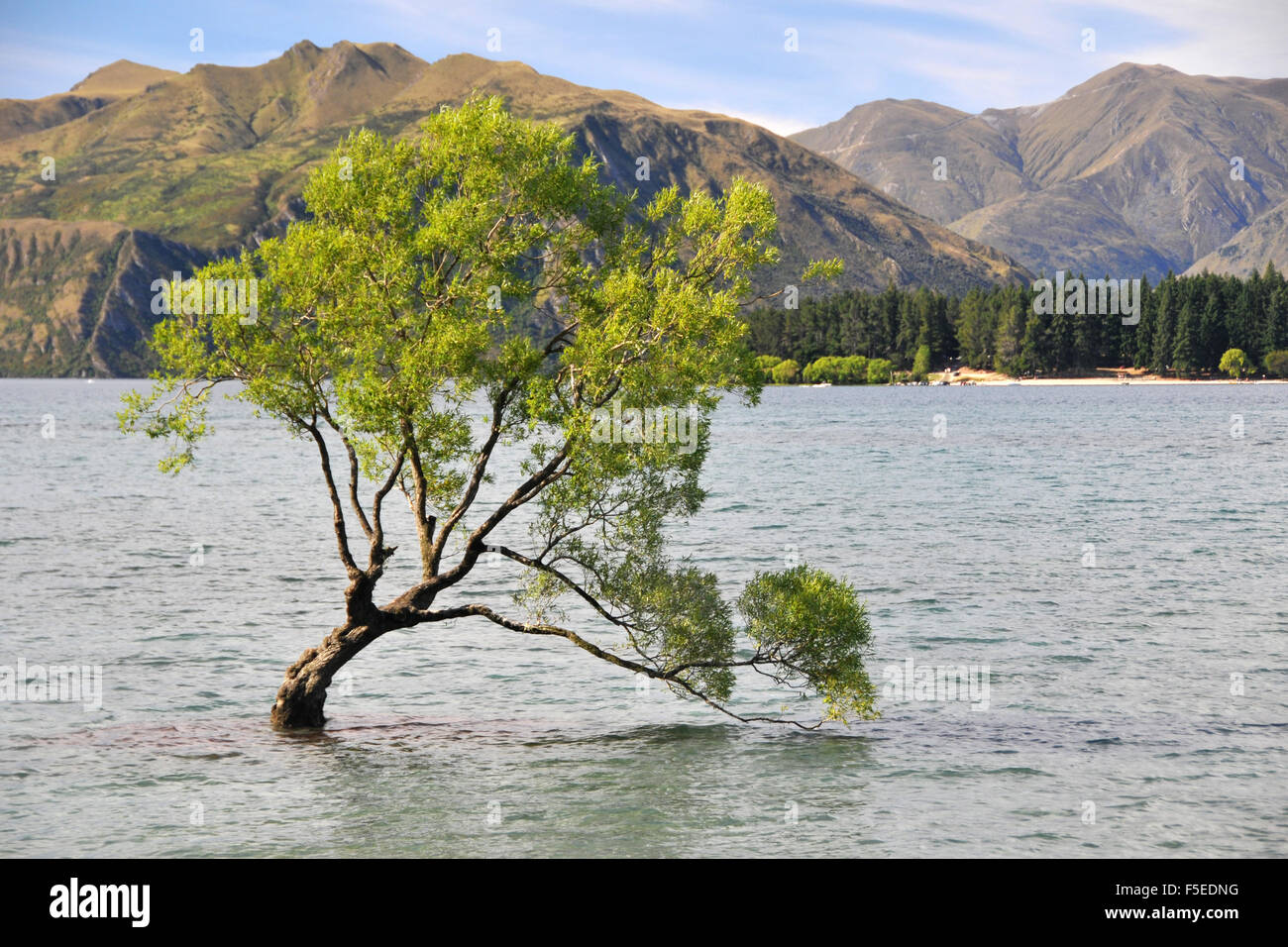 'That Wanaka Tree', a willow tree, Salix sp., at Lake Wanaka, a landmark of Wanaka and the most famous tree in New Zealand Stock Photo