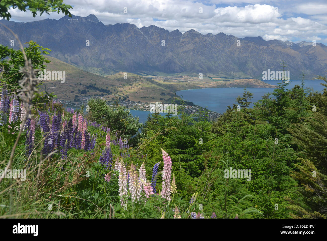 Flowering lupines, Lupinus polyphyllus, on the Queenstown Hill, South Island, New Zealand Stock Photo