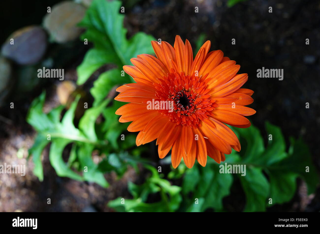 Ruby red flower hi-res stock photography and images - Alamy