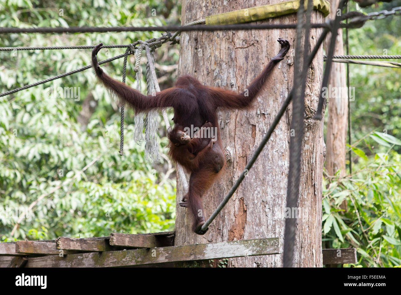 Orangutans at the Orangutan sanctuary in Sepilok, in Malaysian Borneo Stock Photo - Alamy Orangutans at the Orangutan sanctuary in Sepilok, in Malaysian Borneo Stock Photo - Alamy