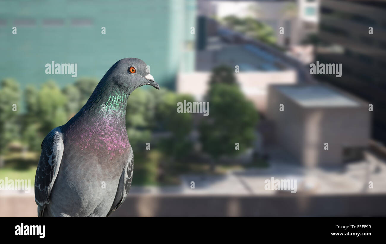 Pigeon sitting on the ledge of a building Stock Photo