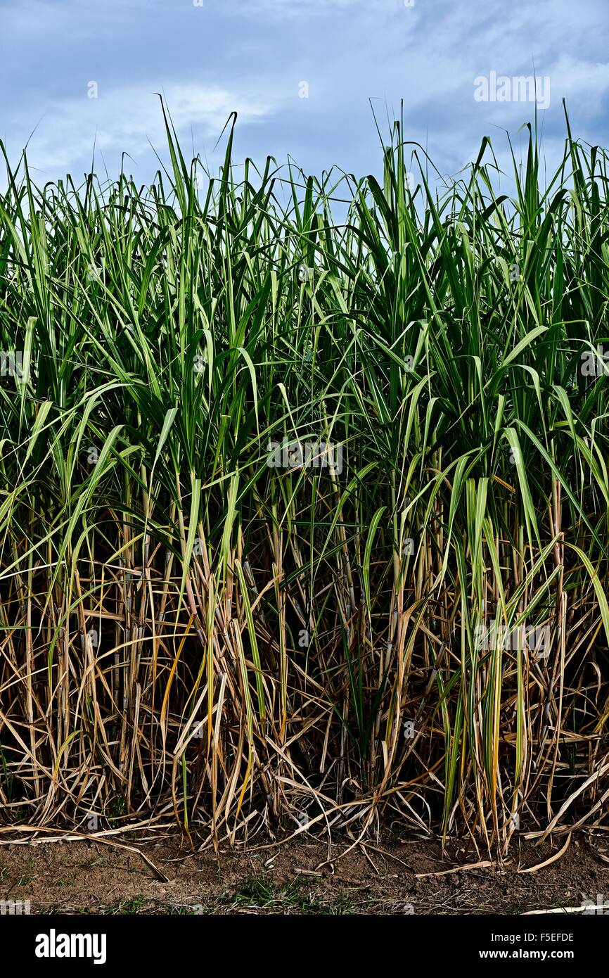 Sugar Cane Field near Murwillumbah, NSW Australia after a thunder Storm Stock Photo