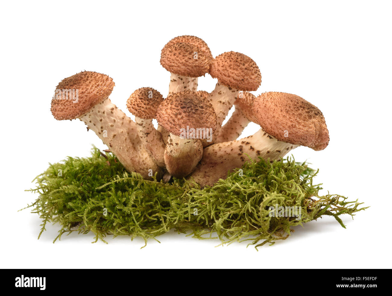 honey fungus mushrooms isolated on white background Stock Photo