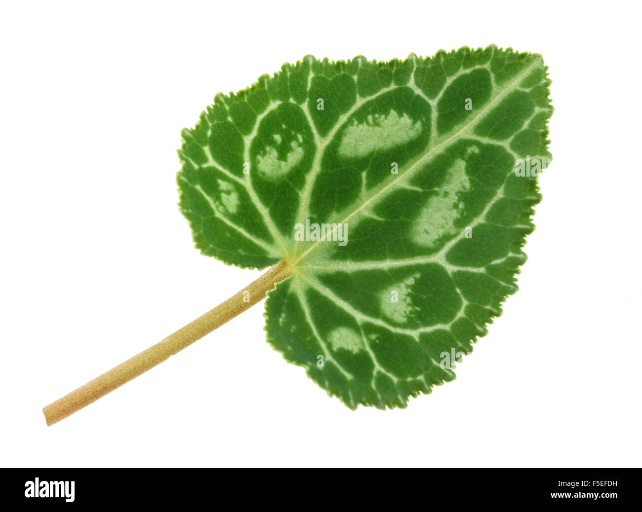 Cyclamen leaf isolated on white background Stock Photo