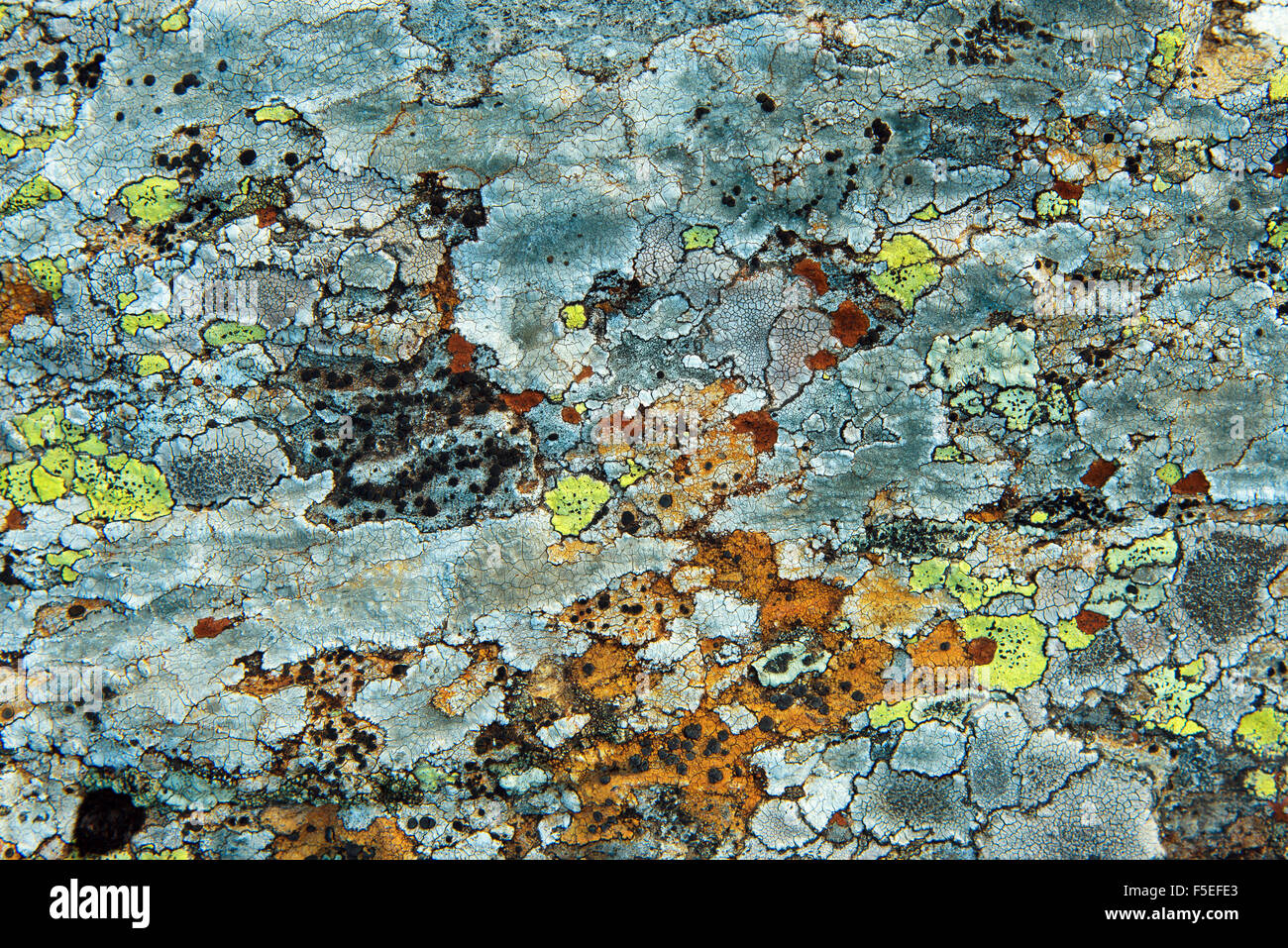 Texture Of Multi-Colored Lichen On A Rock Stock Photo