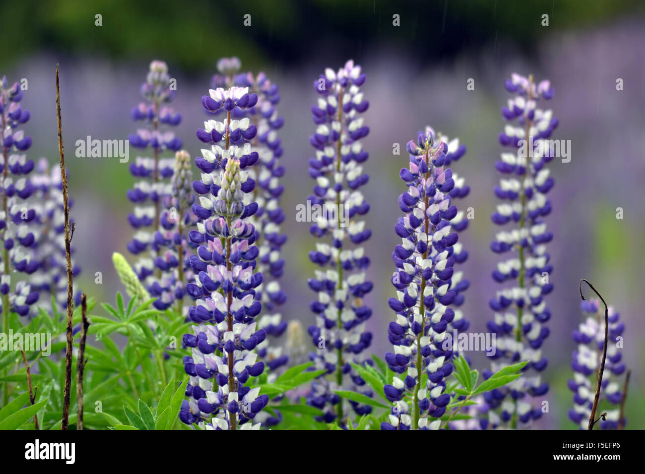 Flowering lupines, Lupinus polyphyllus, along Milford road, Fiordland National Park, South Island, New Zealand Stock Photo