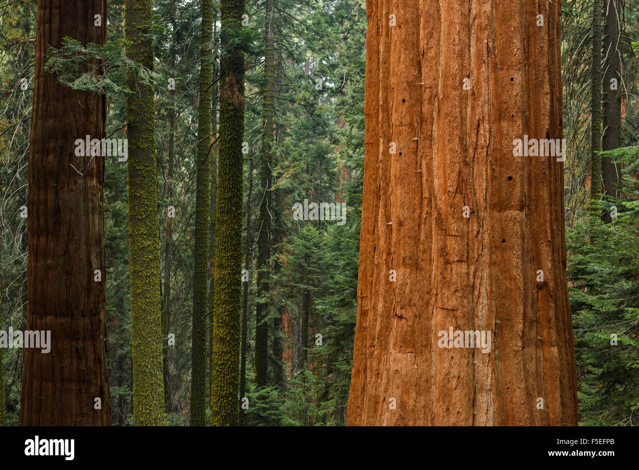 Giant sequoia trees, Sequoia National Park, California, USA Stock Photo