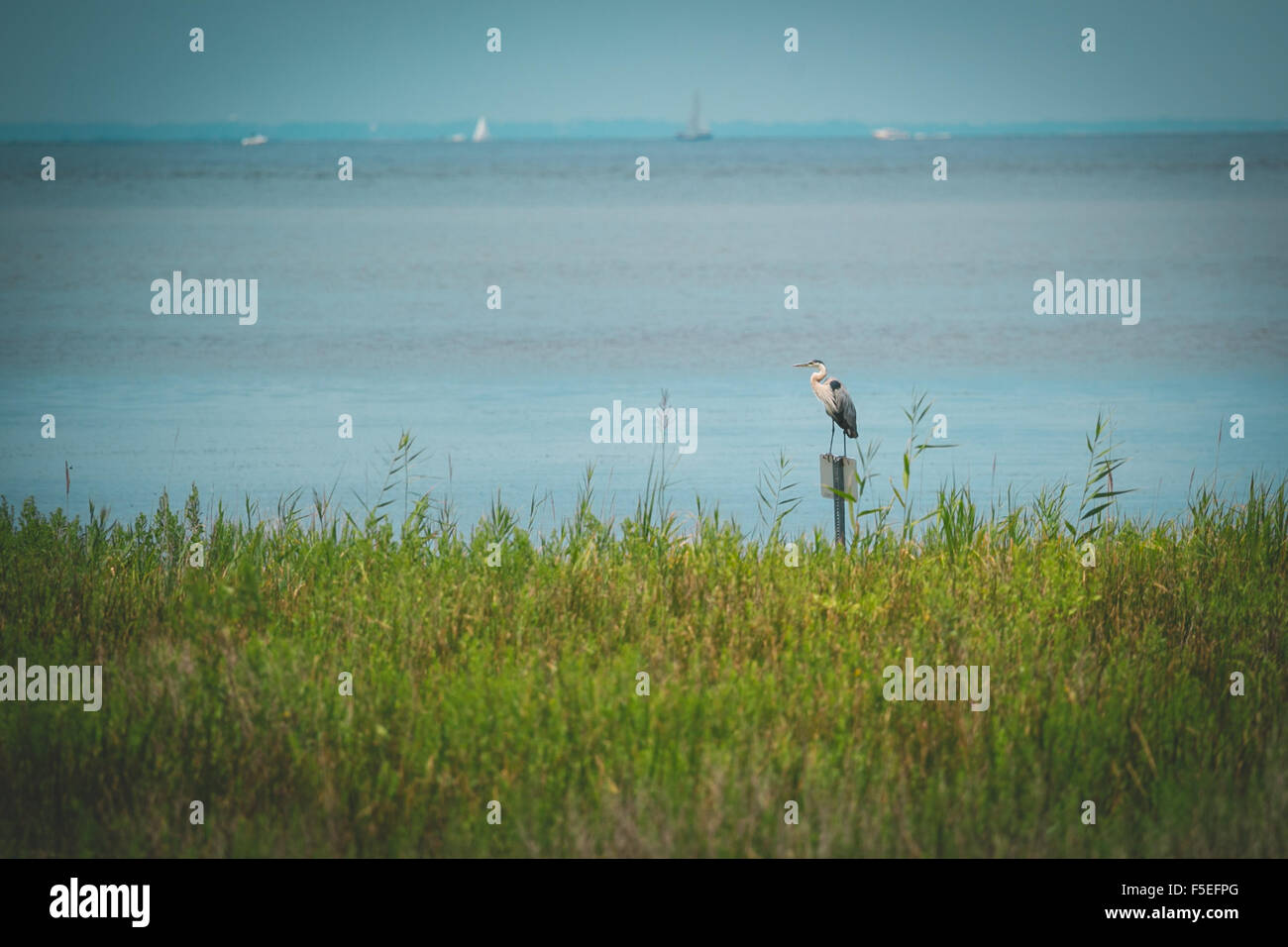 Great blue heron standing by sea (Ardea herodias), Chesapeake Bay, Maryland, USA Stock Photo