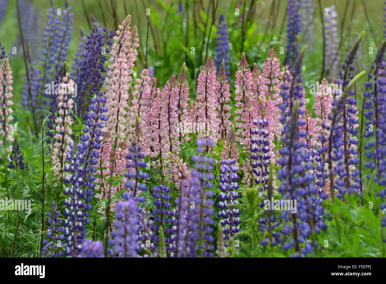 Flowering lupines, Lupinus polyphyllus, along Milford road, Fiordland National Park, South Island, New Zealand Stock Photo