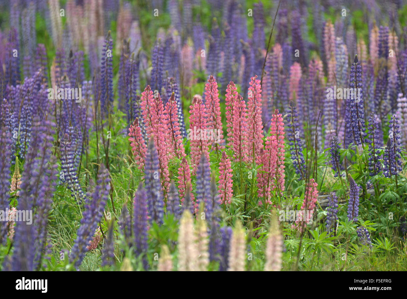 Flowering lupines, Lupinus polyphyllus, along Milford road, Fiordland National Park, South Island, New Zealand Stock Photo