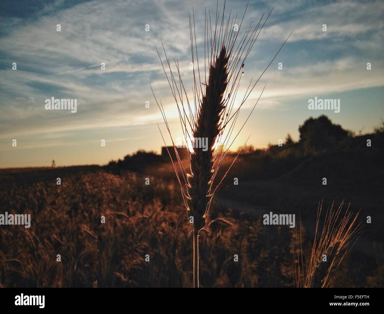 Silhouette of wheat stalk against sunset Stock Photo