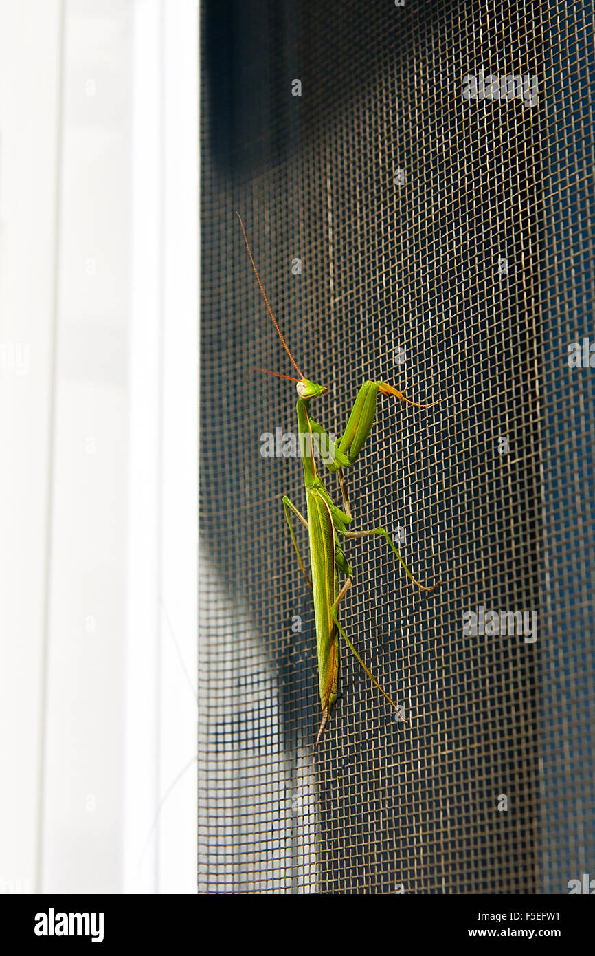 Praying Mantis insect in nature as a symbol of green natural