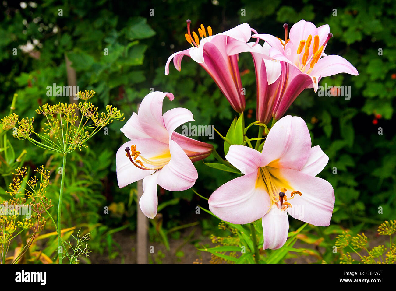 Summer blossoms hi-res stock photography and images - Page 23 - Alamy