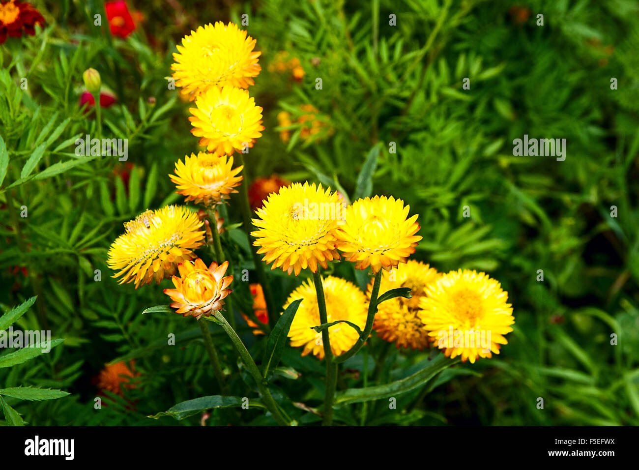 Helichrysum or Straw flower in outdoor garden. Yellow straw flowers
