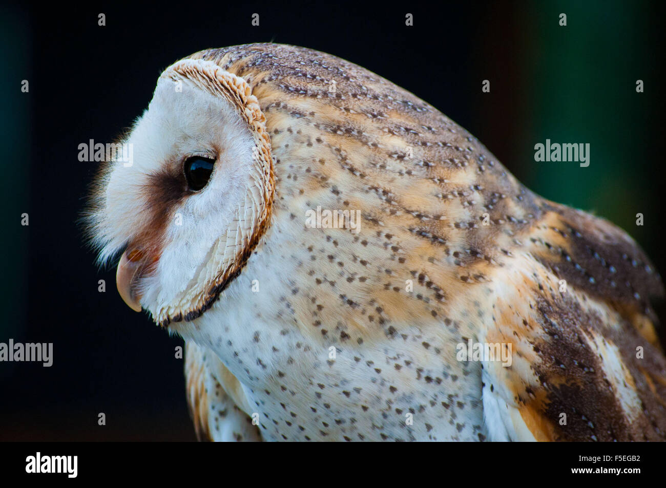 Portrait of a Barn Owl, South Africa Stock Photo