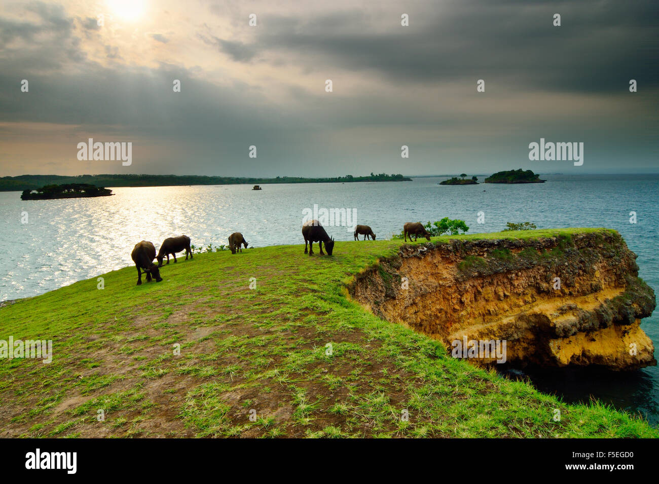 Herd of Buffalo grazing by sea, Tangsi beach, West Nusa Tenggara, Indonesia Stock Photo