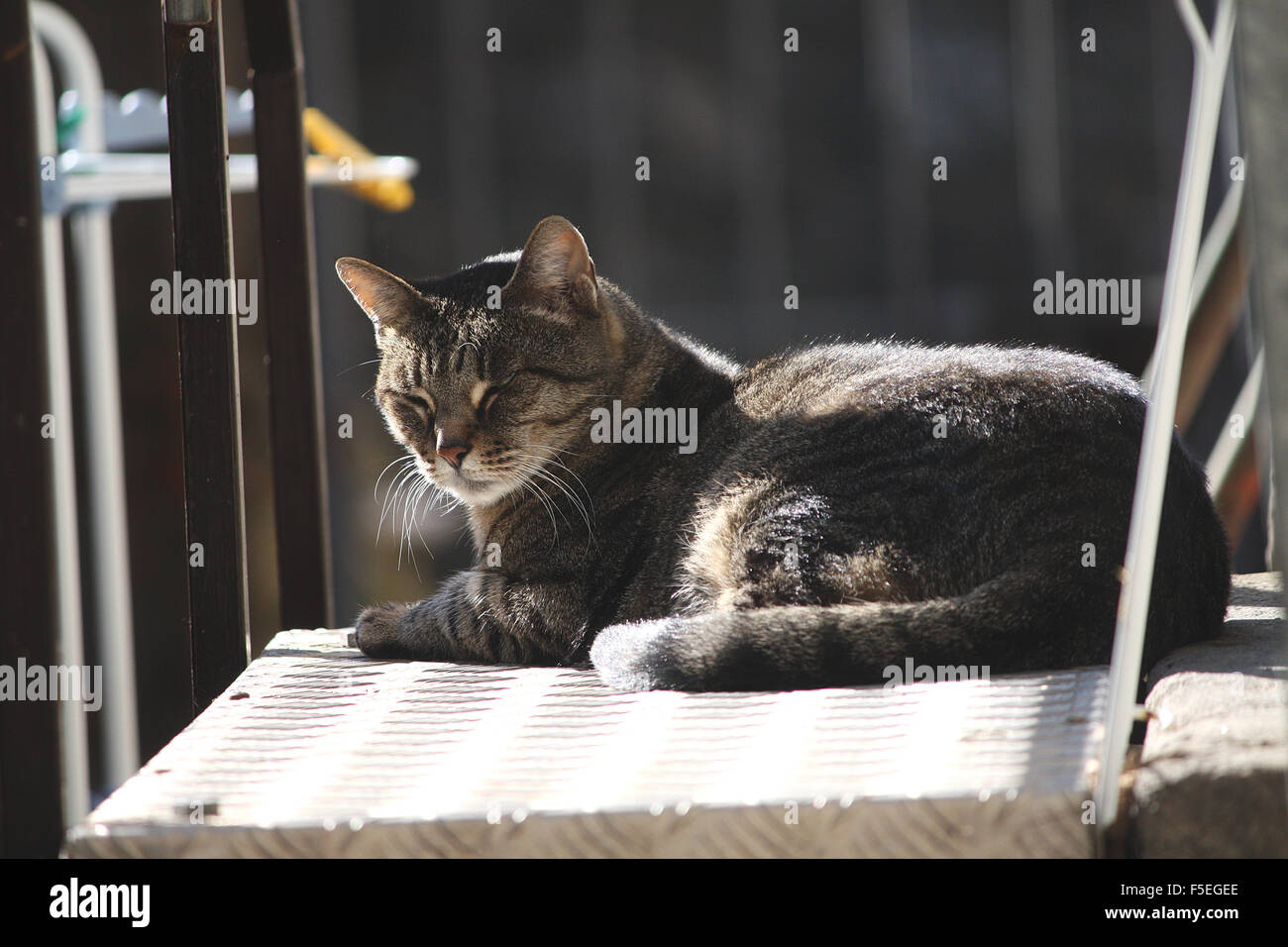 Cat Laying in the sun Stock Photo Alamy