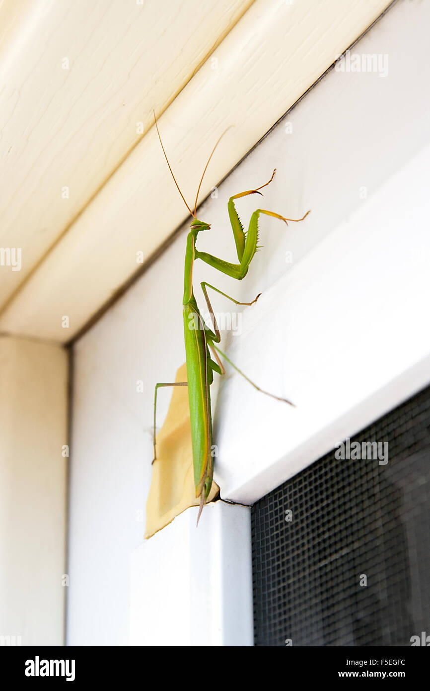 Praying Mantis insect in nature as a symbol of green natural