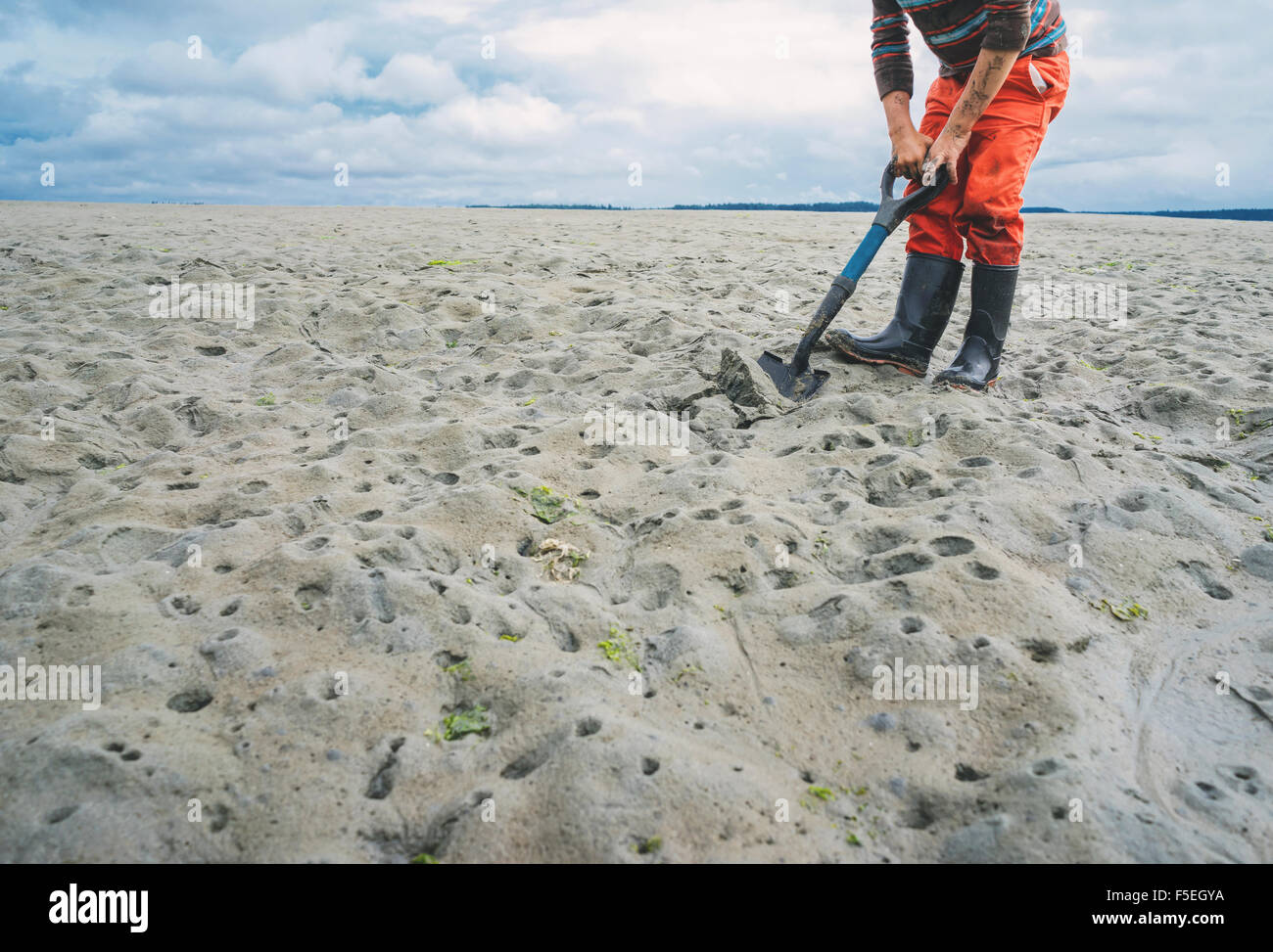 Boy digging for clams on sandy beach Stock Photo Alamy