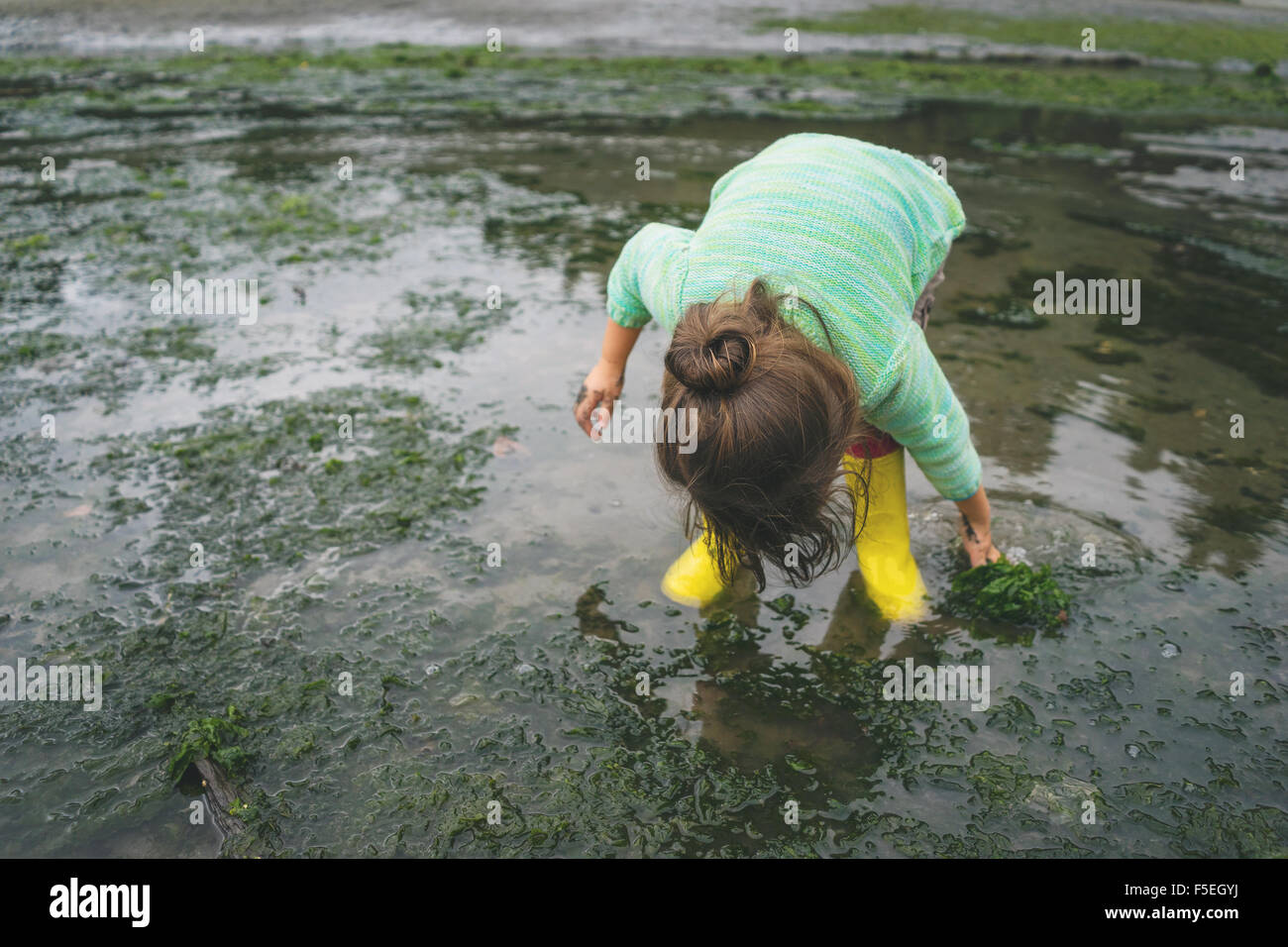 Girl picking seaweed in shallow water Stock Photo