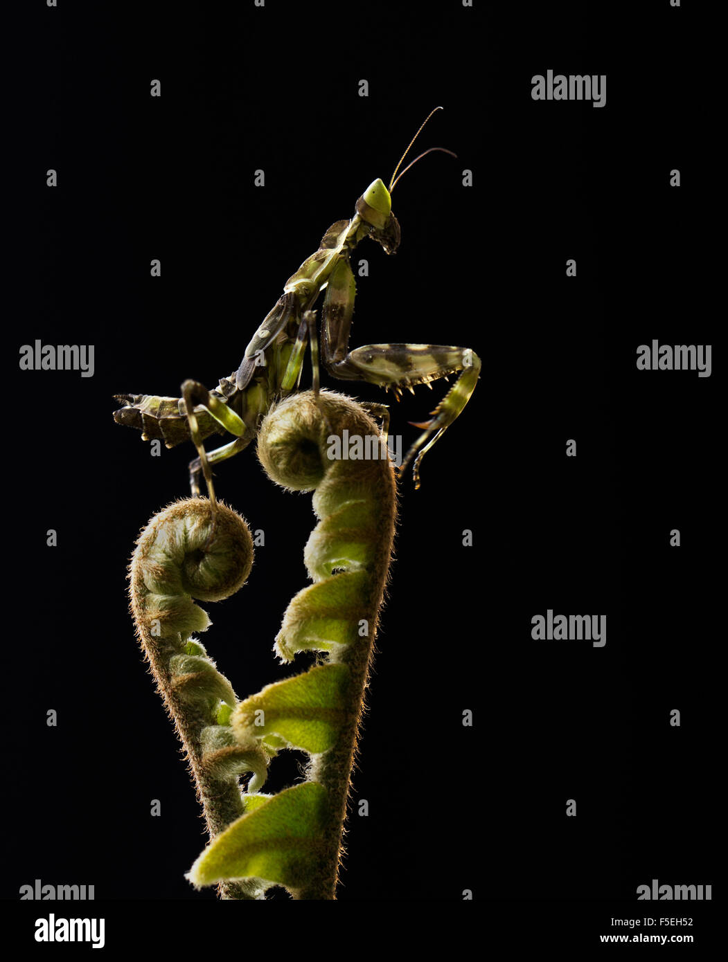 Devil's flower mantis, Ambarawa, Central Java, Indonsia Stock Photo