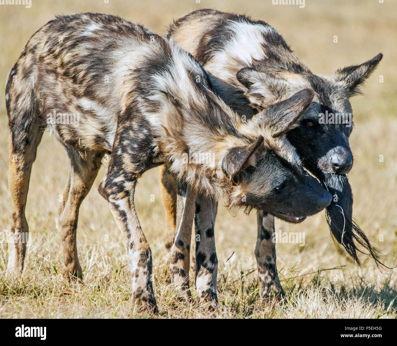 Two spotted hyenas feeding, South Africa Stock Photo