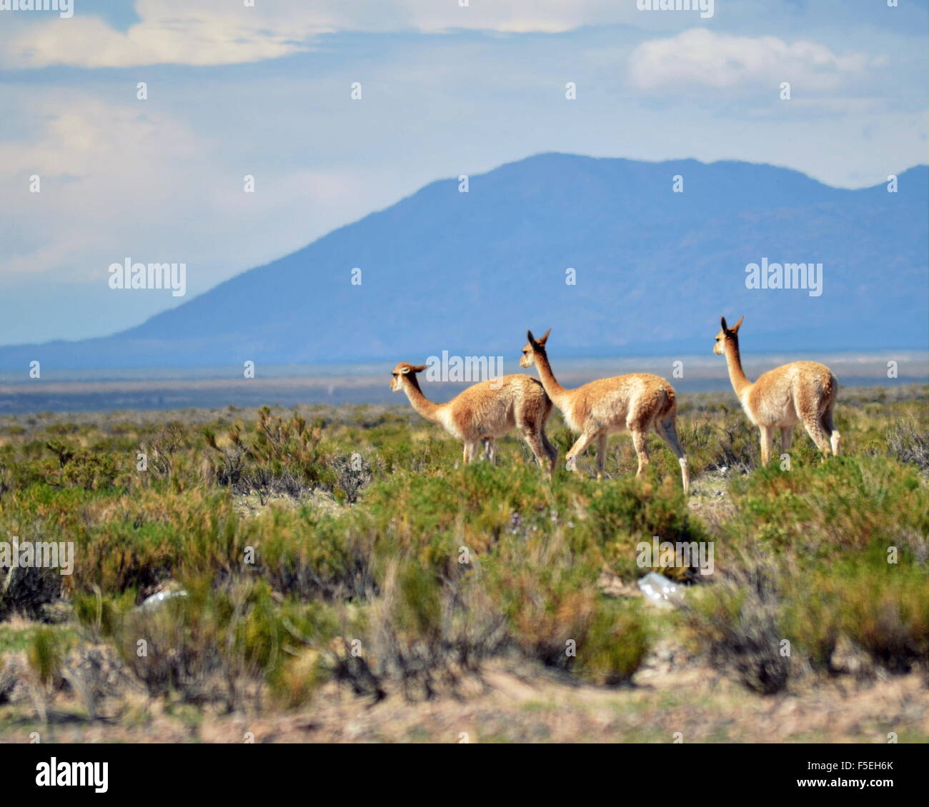 Three guanacos (Lama guanicoe), Jujuy, Argentina Stock Photo