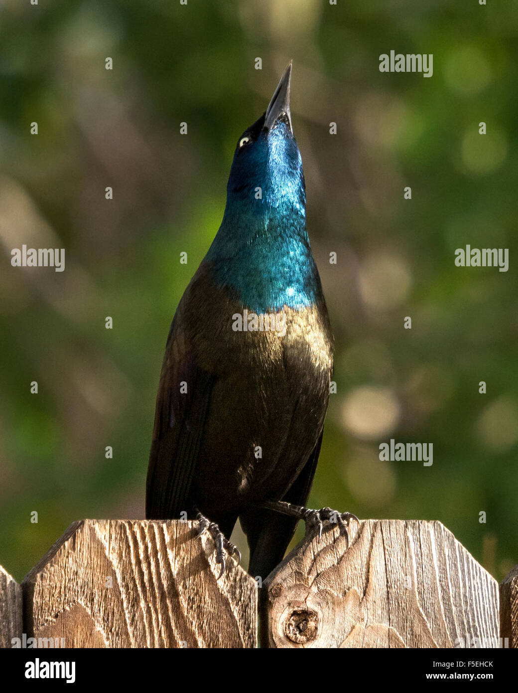 Common Grackle bird perched on a fence looking up, Colorado, USA Stock Photo