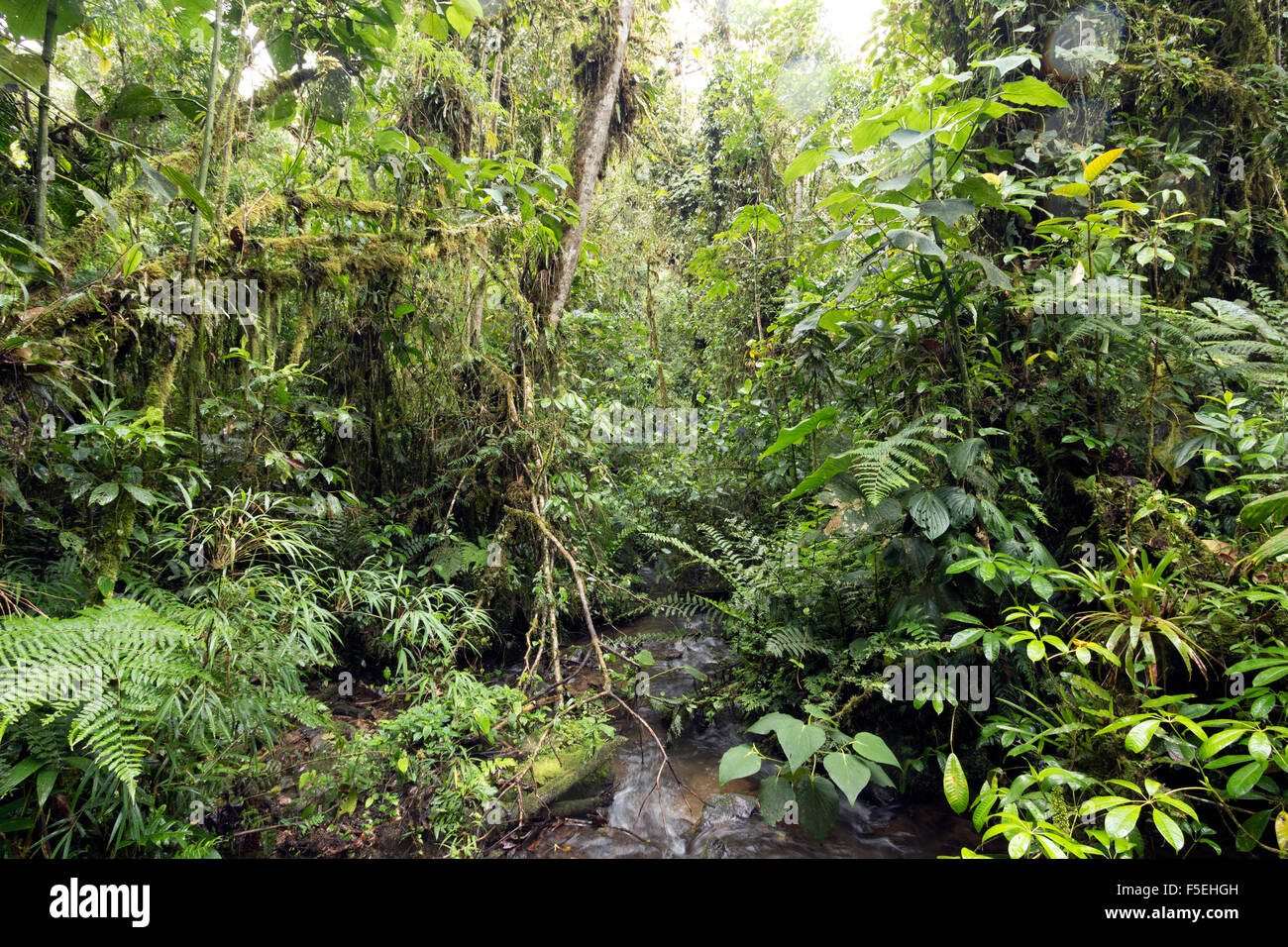 Stream in humid cloudforest at 2,200m elevation on the Amazonian slopes of the Andes in Ecuador Stock Photo