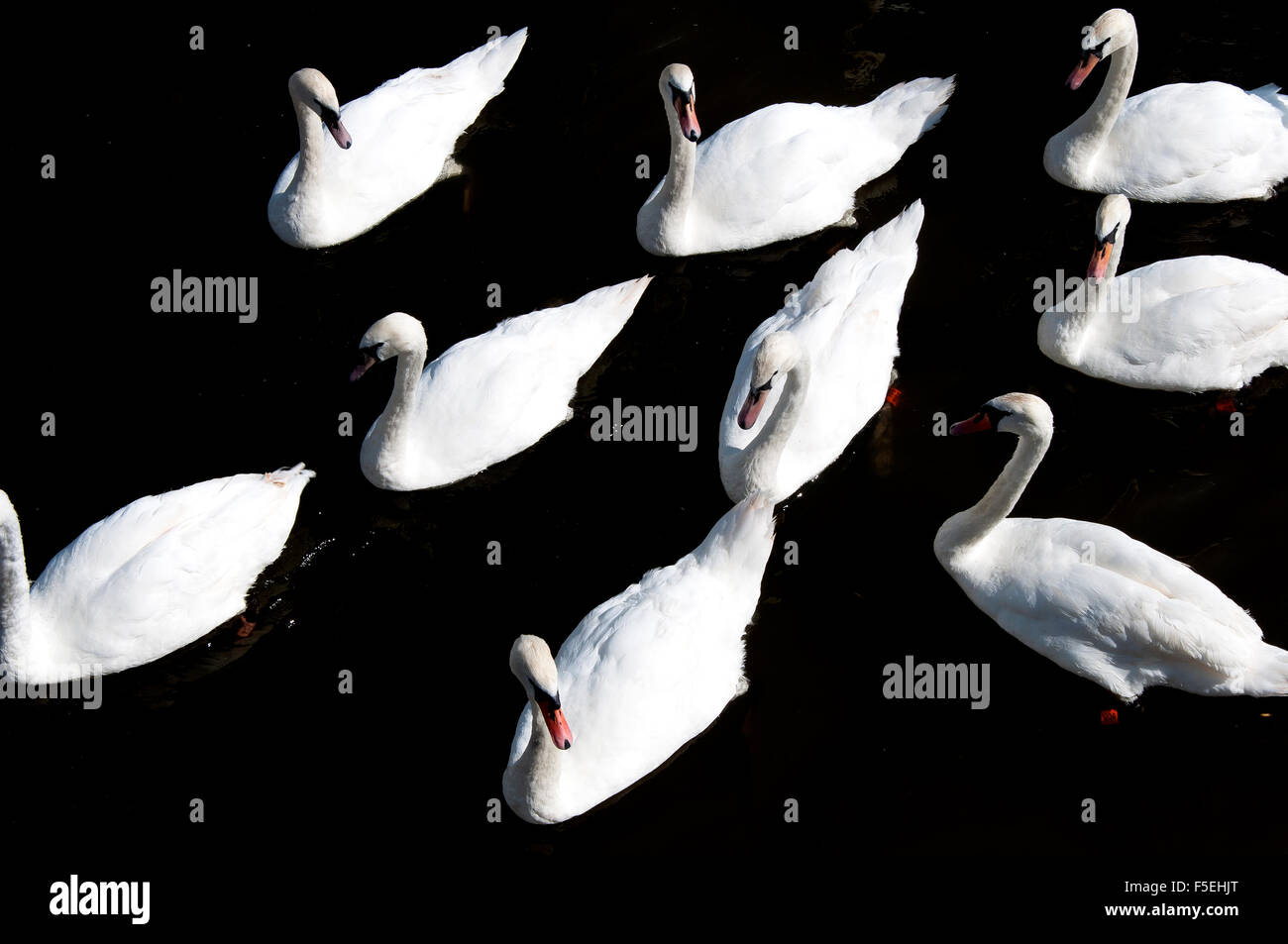 Overhead view of a bevy of Swans on the River Avon, Stratford, UK Stock Photo