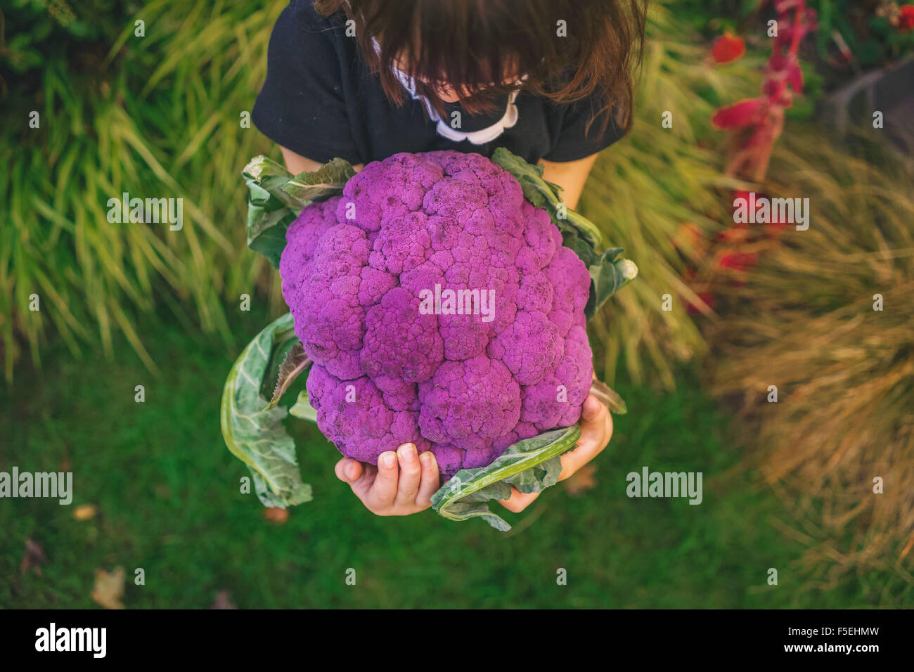 Elevated view of girl holding large purple cauliflower Stock Photo