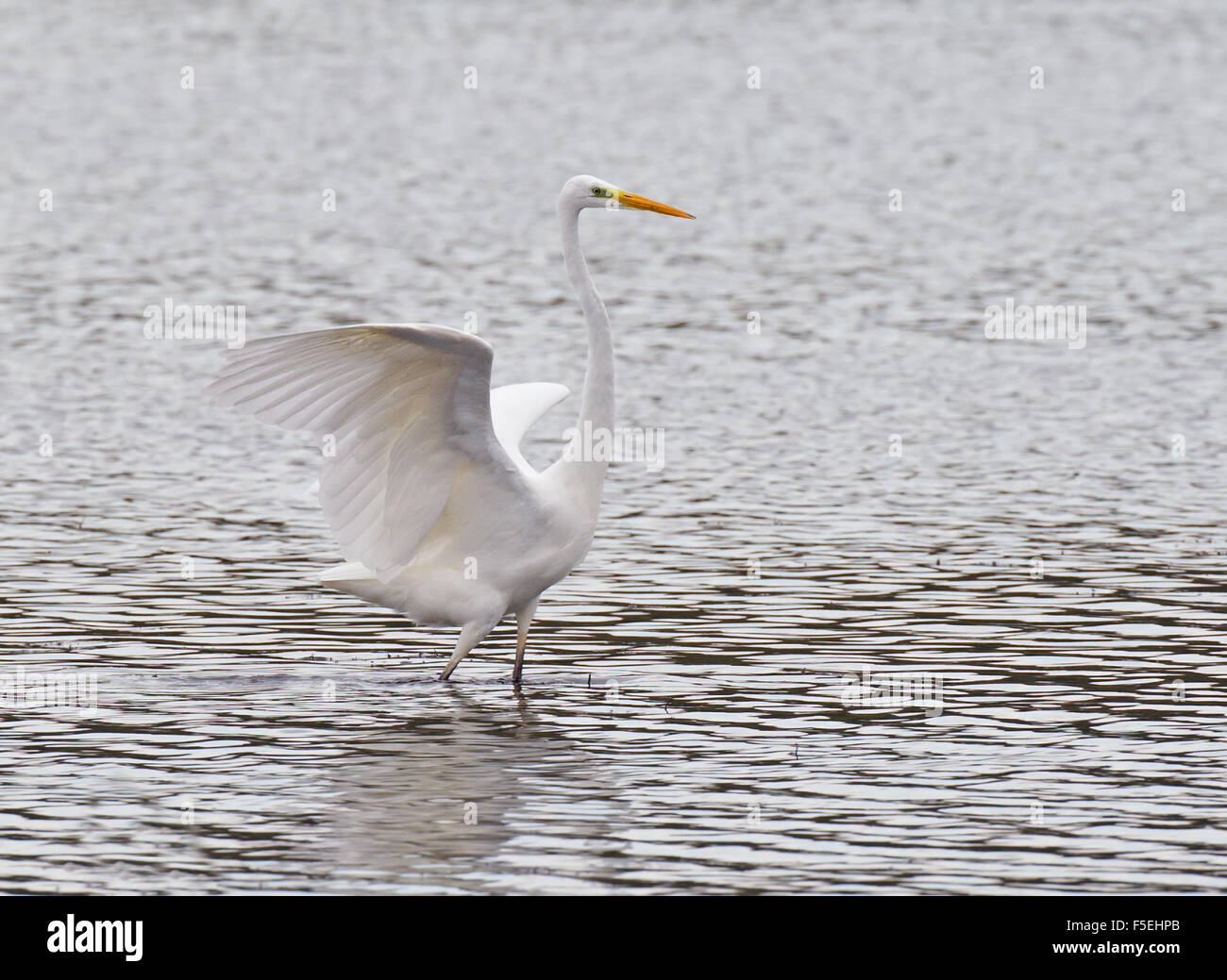 Great white egret flapping wings hi res stock photography and images