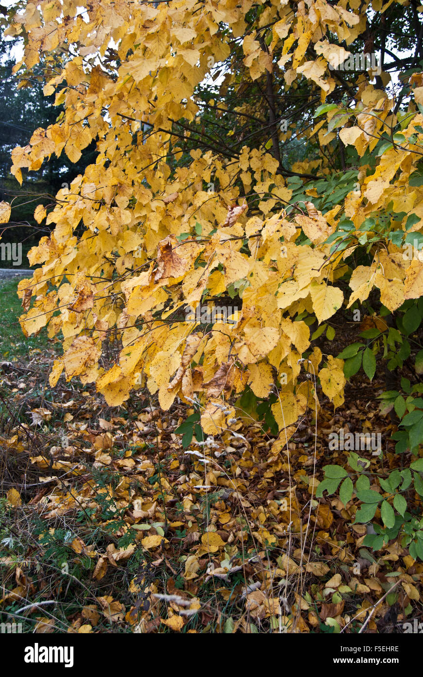 colourful autumn beech leaves Stock Photo